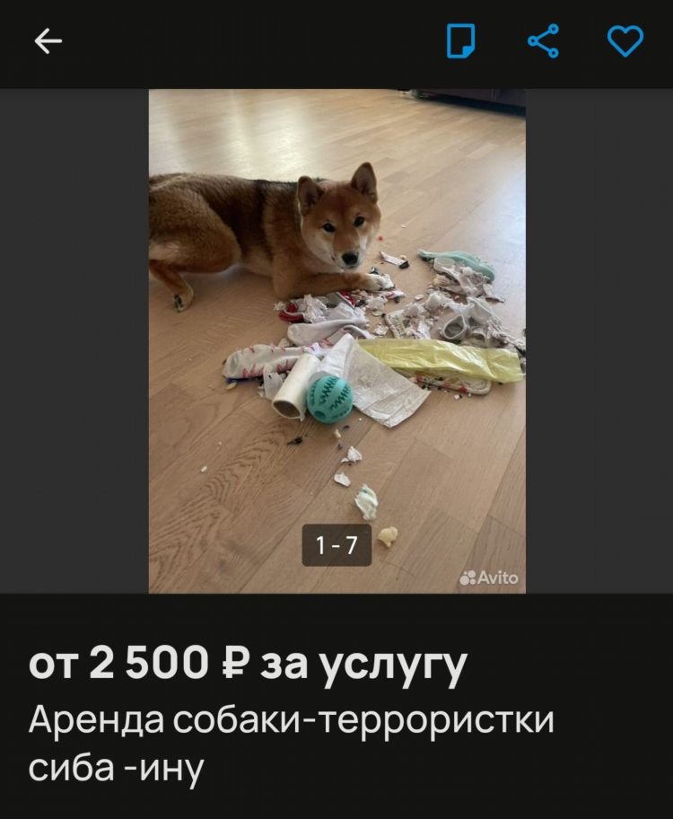 Авито ачинск объявления животные