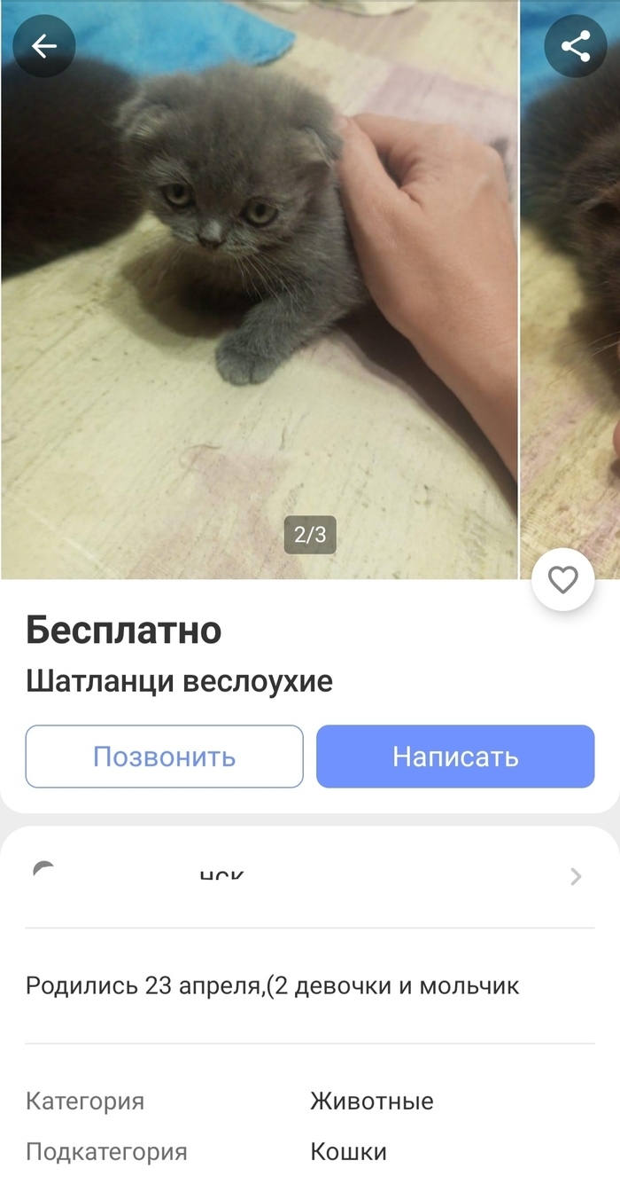 Авито юрга доска бесплатных животные объявлений