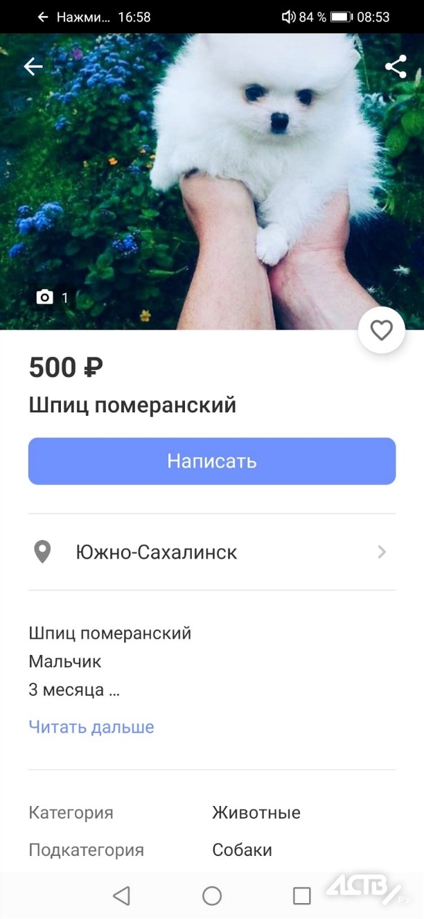 Авито владимирская область бесплатные объявления животные собаки