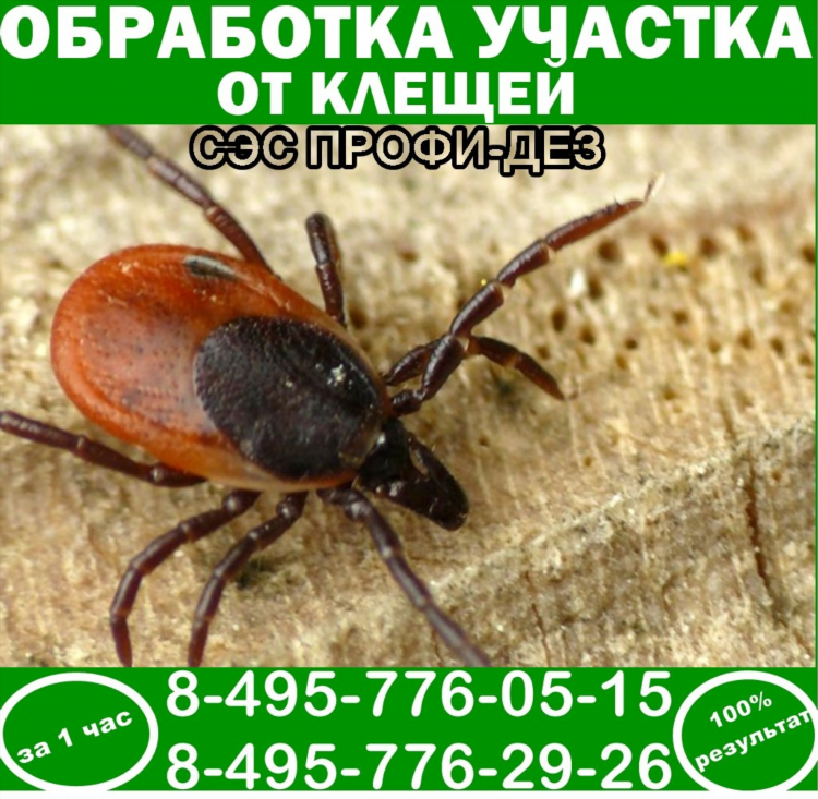 Доска бесплатных объявлений flado