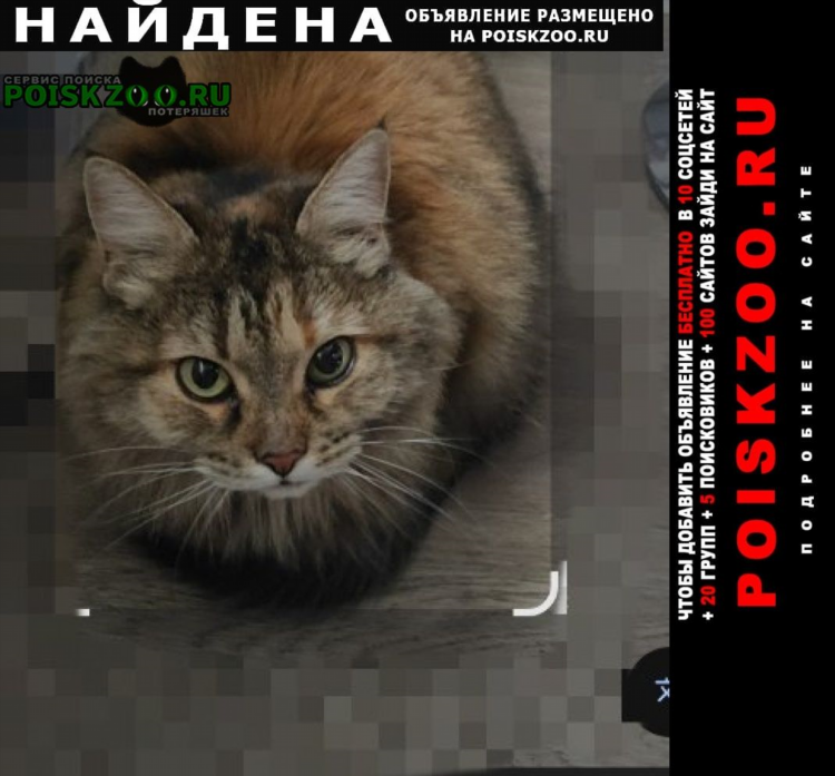 Доска объявлений найдена кошка