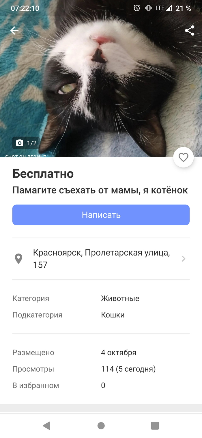 Юла доска объявлений животные
