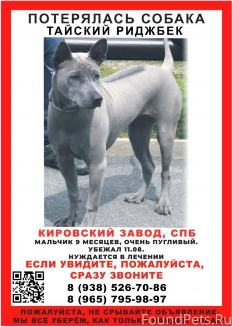 Кировск объявления