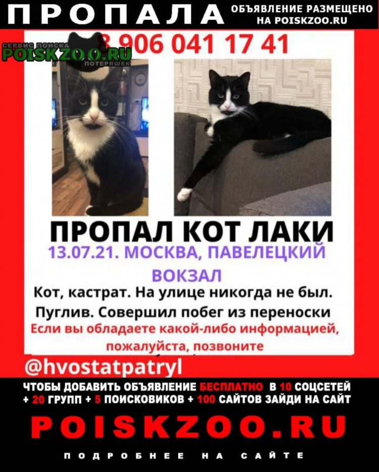 Кот объявление на вокзале