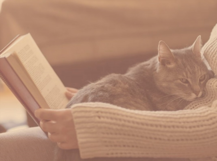 Кот сатана объявление