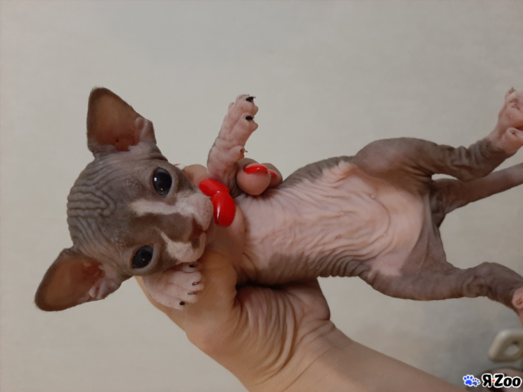 Котята доски объявлений частные