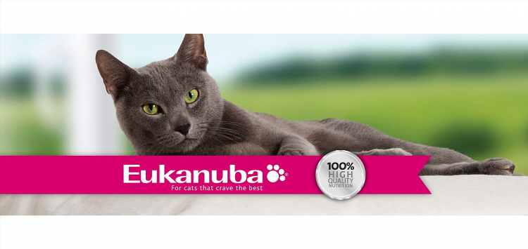 Котята в дар в минске свежие объявления