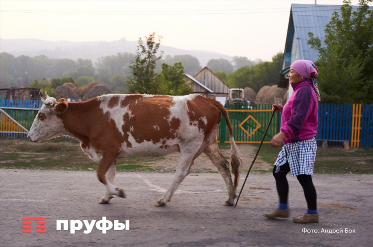 Купить корову в новгородской области на авито свежие объявления