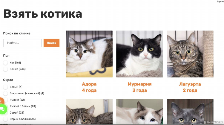 Объявление об отдаче котят