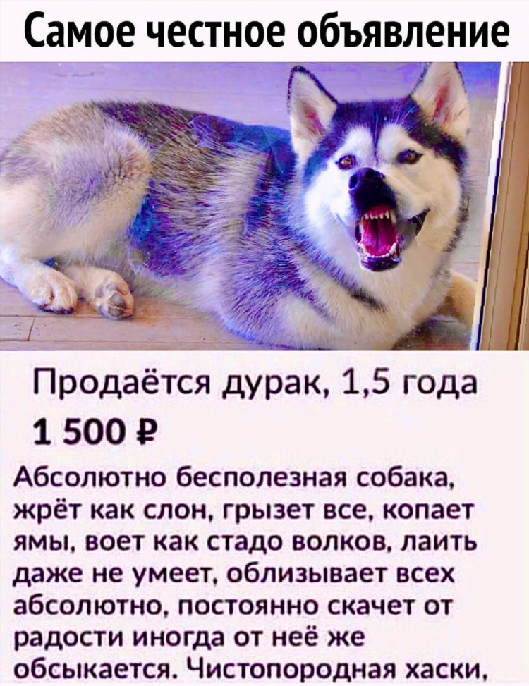 Объявление продам дурака