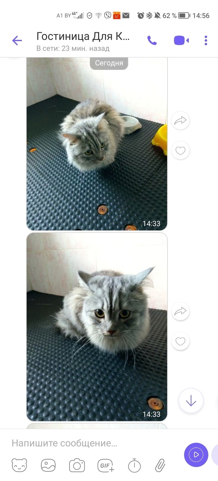 Объявление возьмите котят