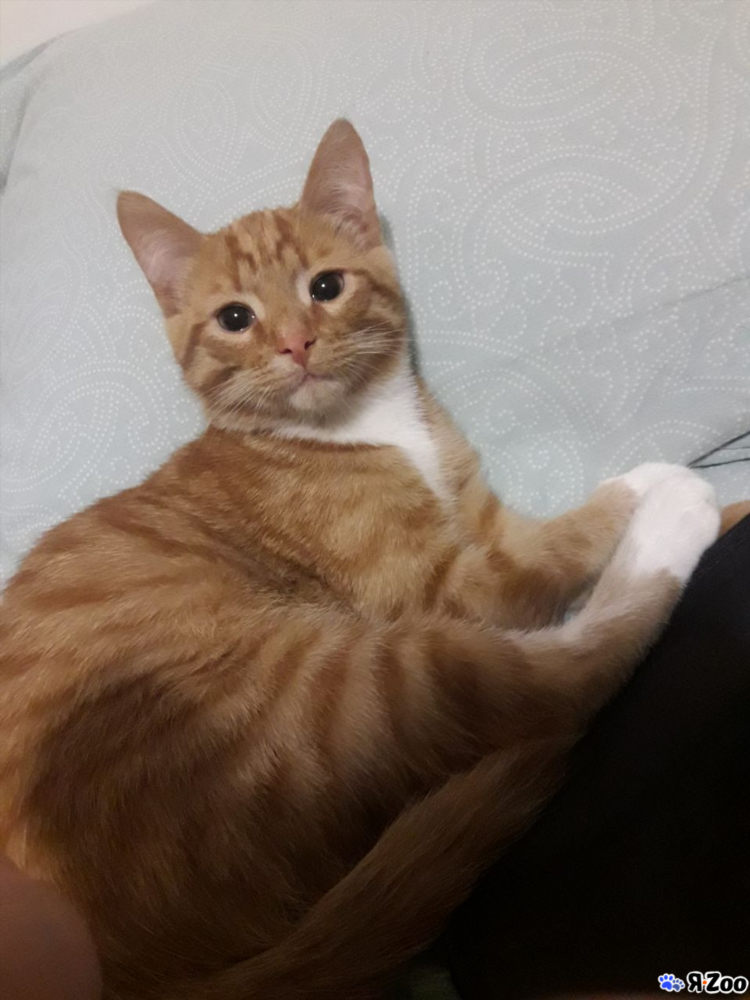 Объявления про котят отдам в хорошие руки бесплатно
